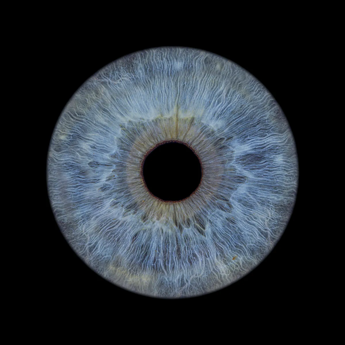 Struktur einer blauen Iris mit Lichtstreuung